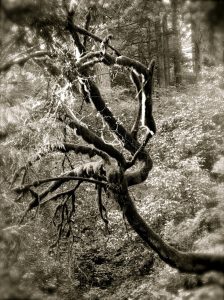 A tangled up tree in Black and White near Multnomah Falls, OR