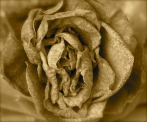 Close up of a wilted, dead flower.