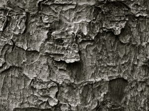 black and white close up of tree bark